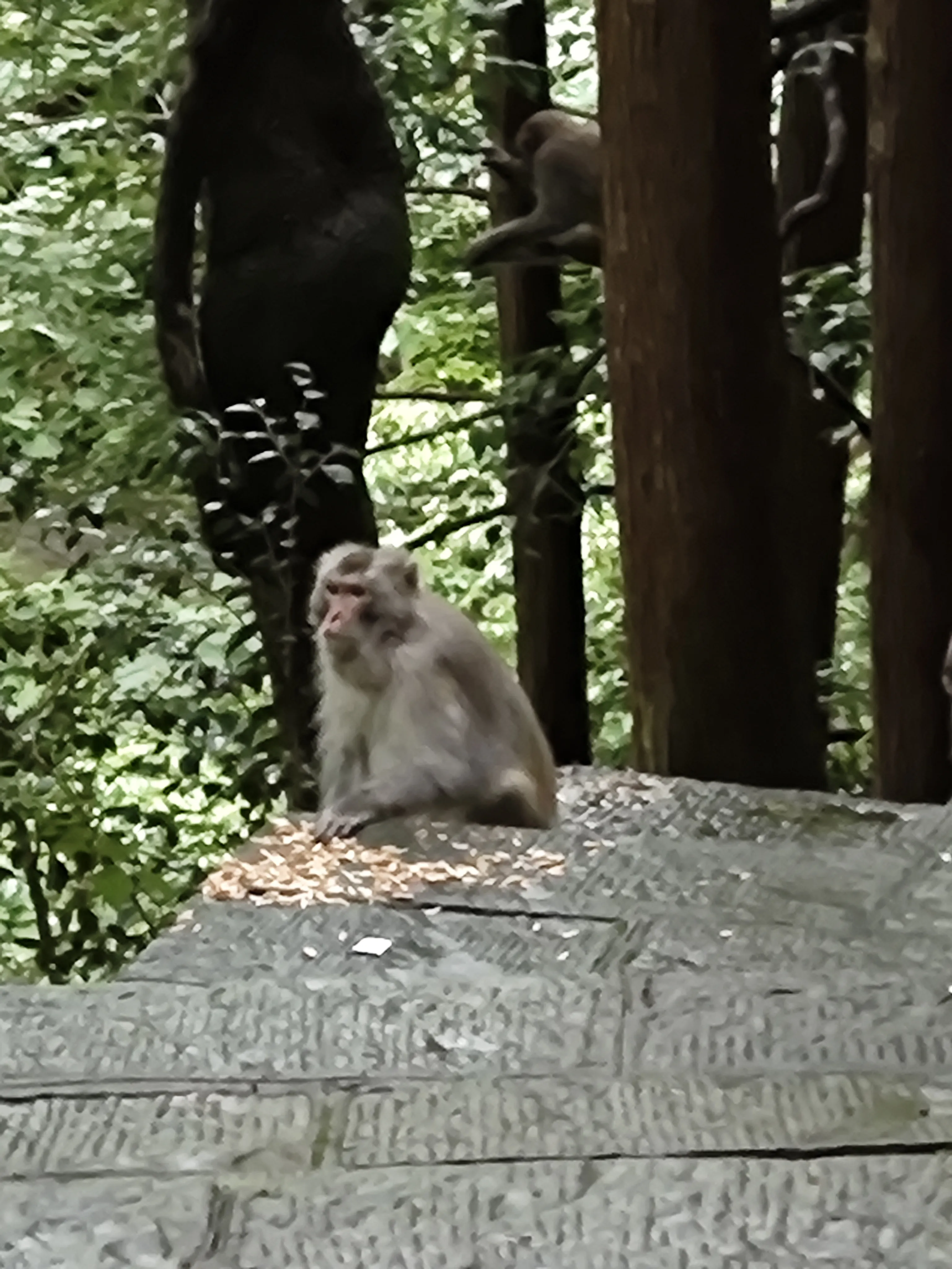 山上的猴子还是猛一些，我同学在包边边放杯子的地方藏了条士力架，被猴子看见了，直接爬身上抢