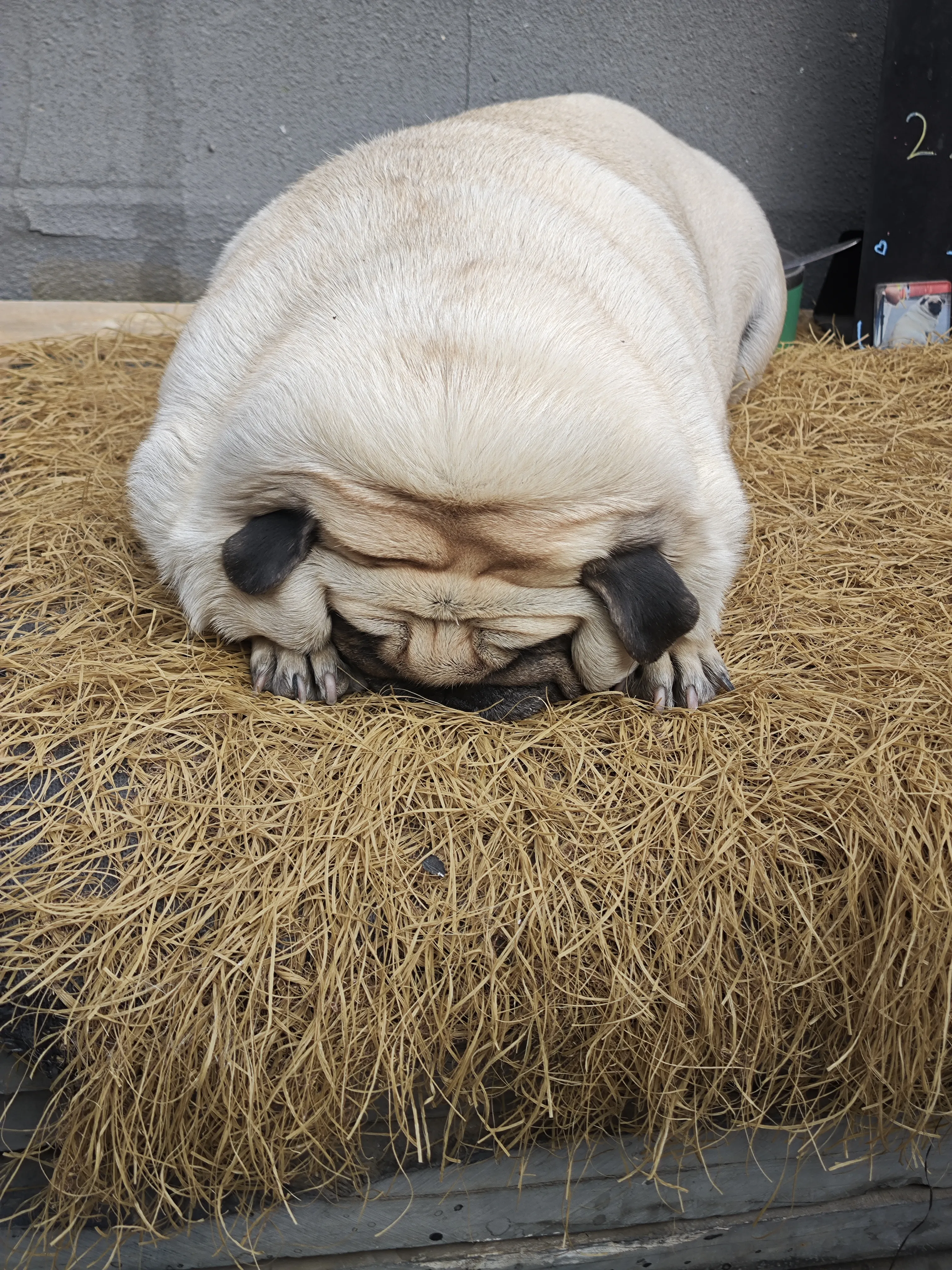 网红店的小狗狗，一动不动